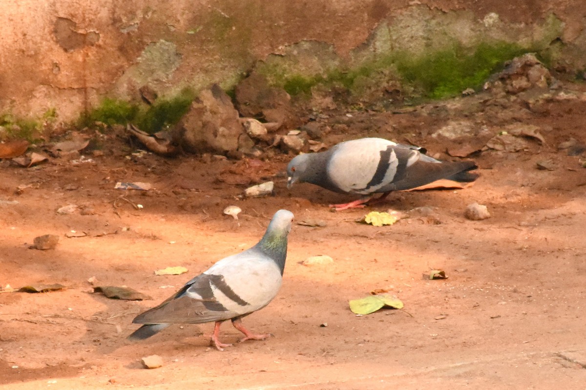 Rock Pigeon (Feral Pigeon) - ML614885932