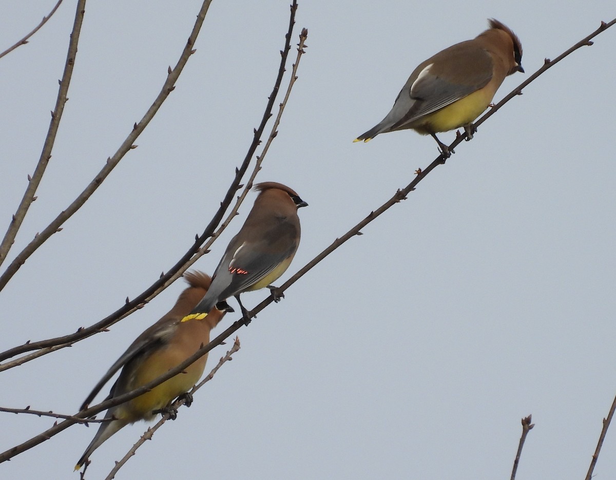 Cedar Waxwing - ML614886015