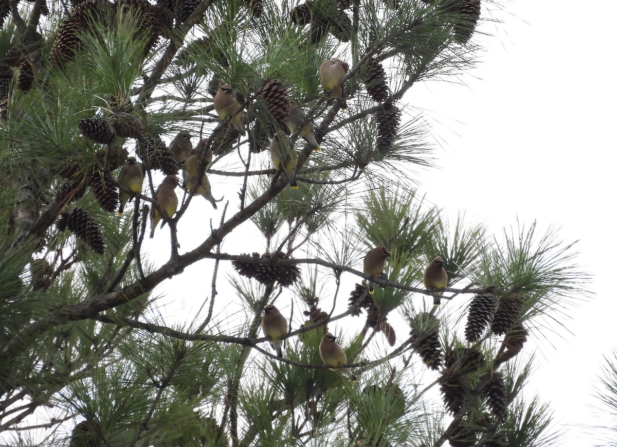Cedar Waxwing - ML614886016