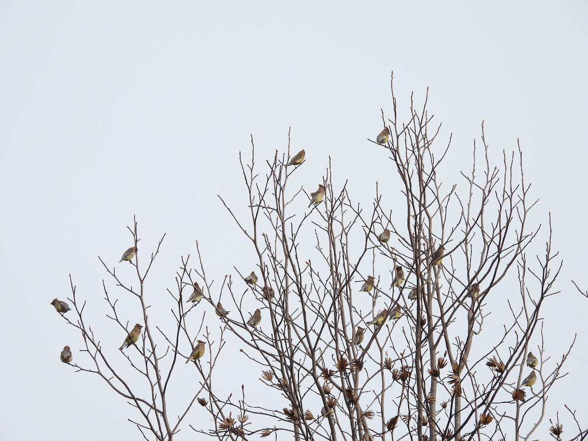 Cedar Waxwing - ML614886018