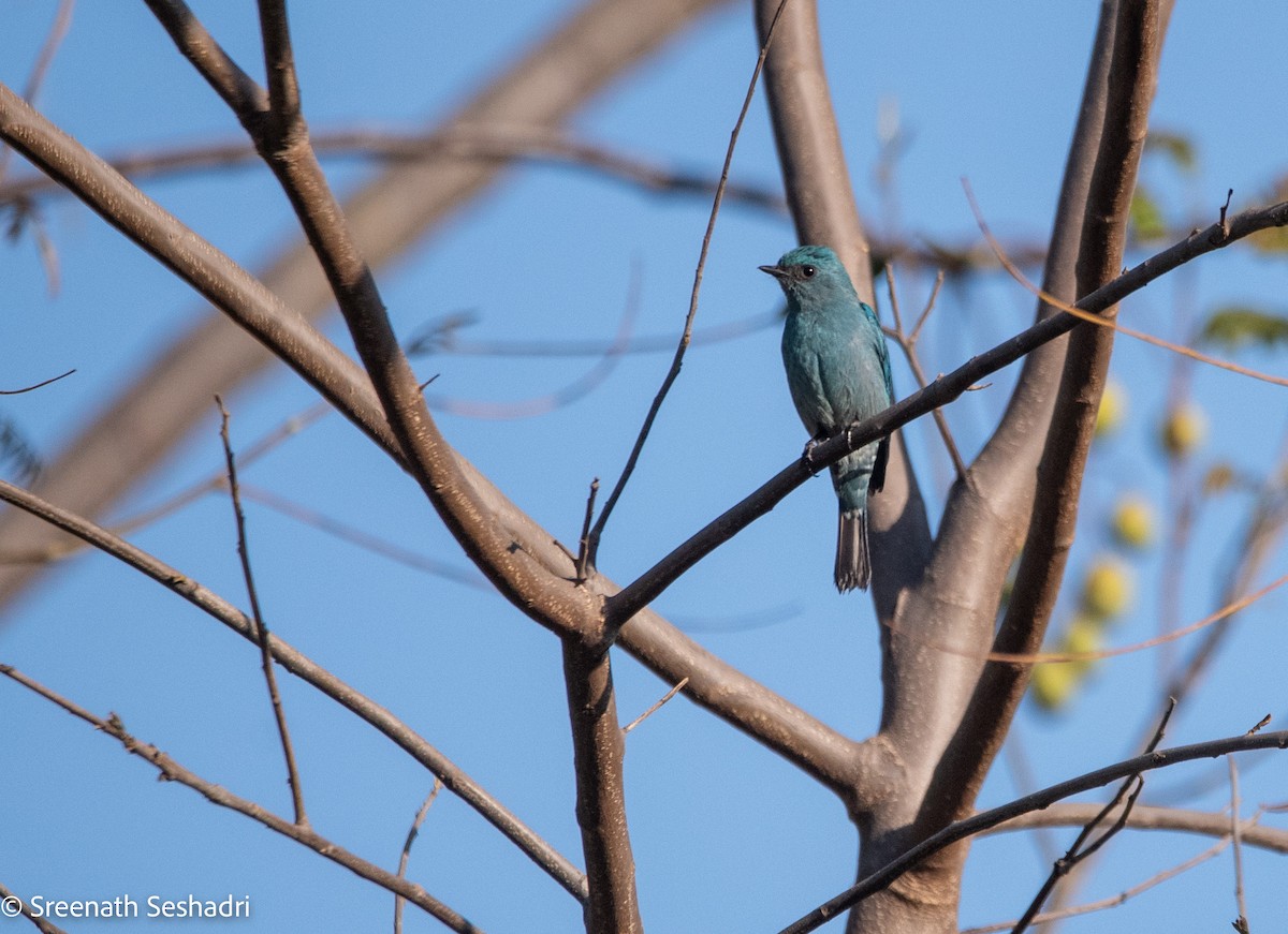 Verditer Flycatcher - ML614886041