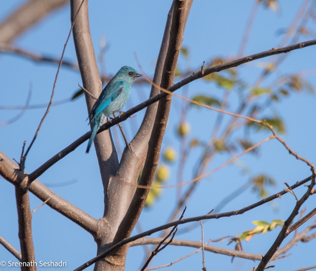 Verditer Flycatcher - ML614886045