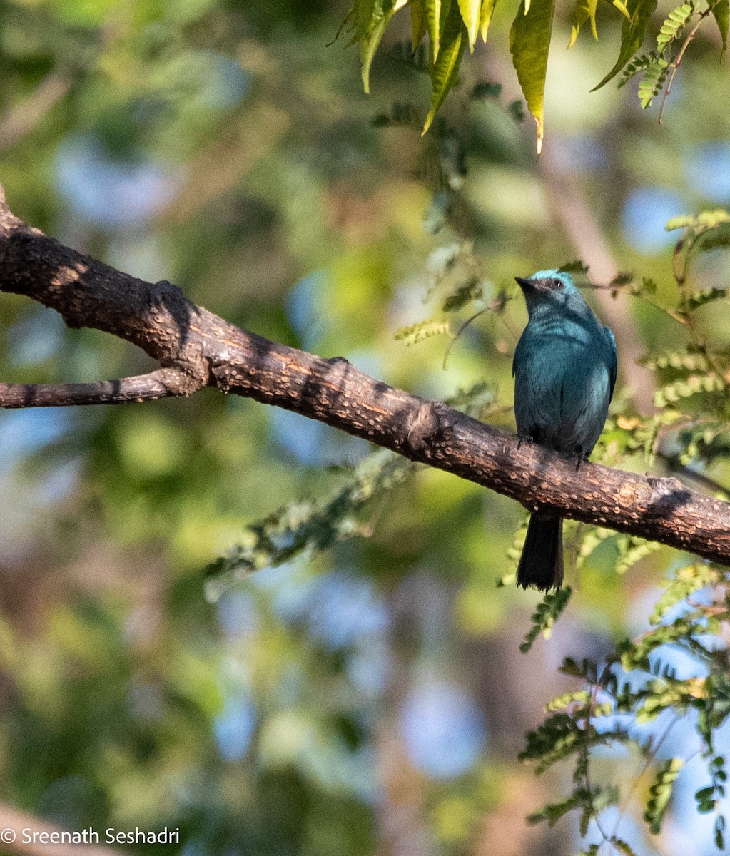 Verditer Flycatcher - ML614886048