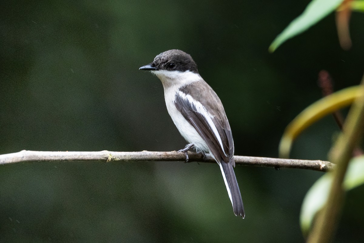 Bar-winged Flycatcher-shrike - Francesco Veronesi