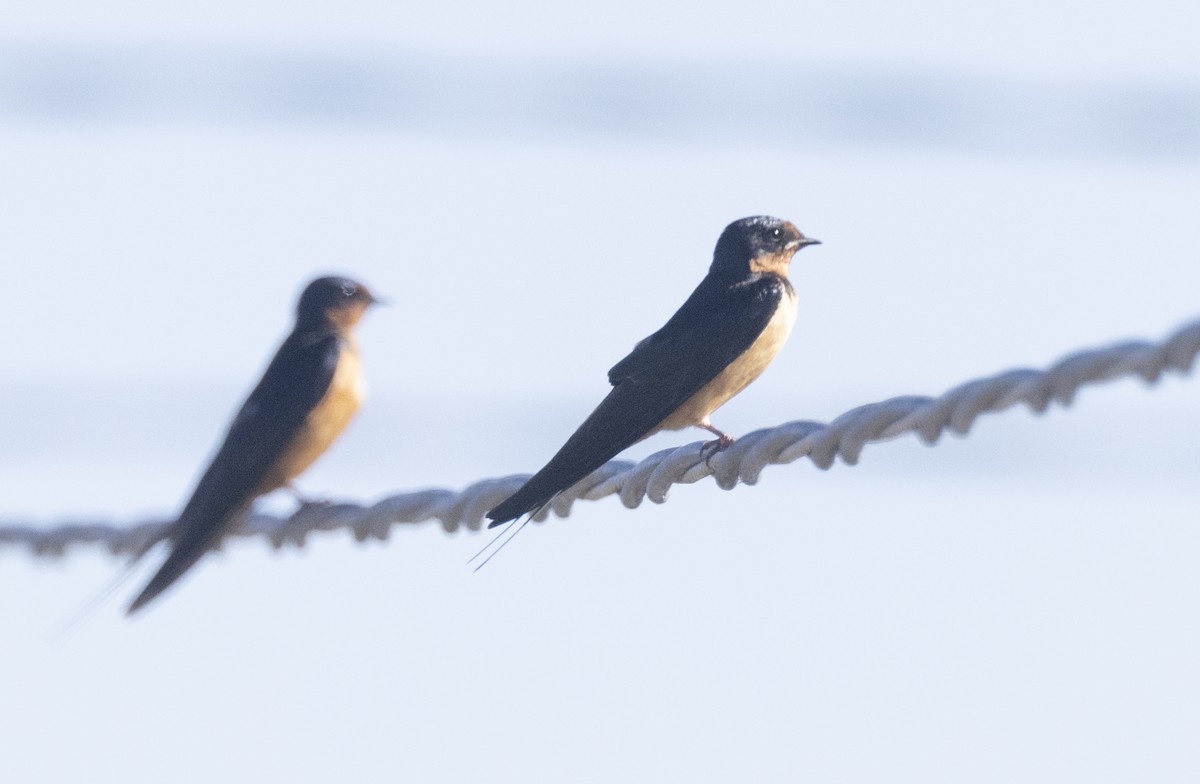 Barn Swallow - ML614886130