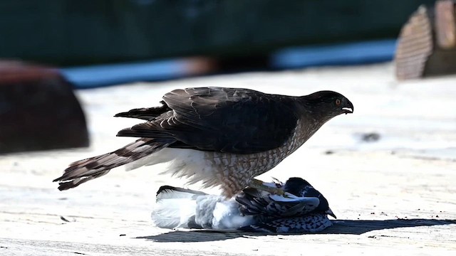 Cooper's Hawk - ML614886140