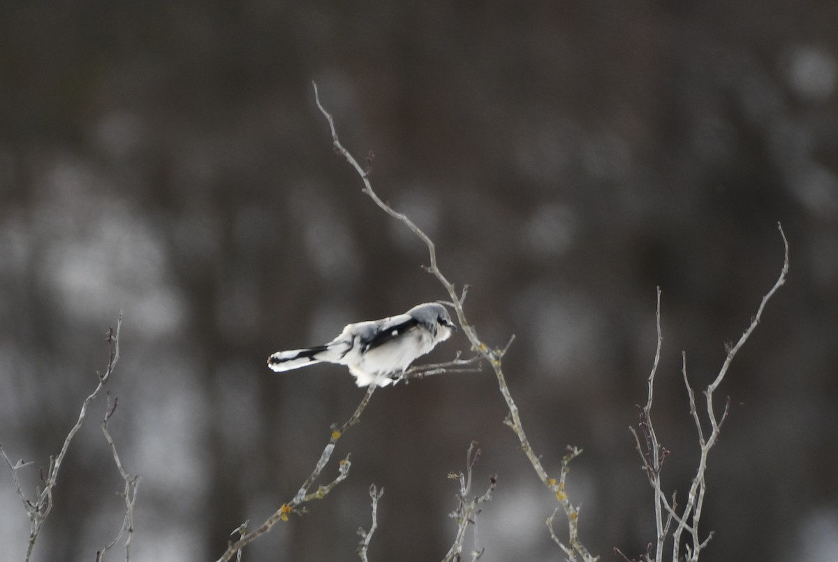 Northern Shrike - ML614886143