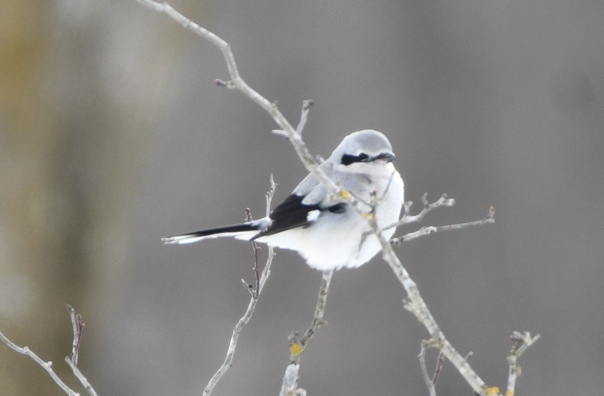 Northern Shrike - Timothy Freiday