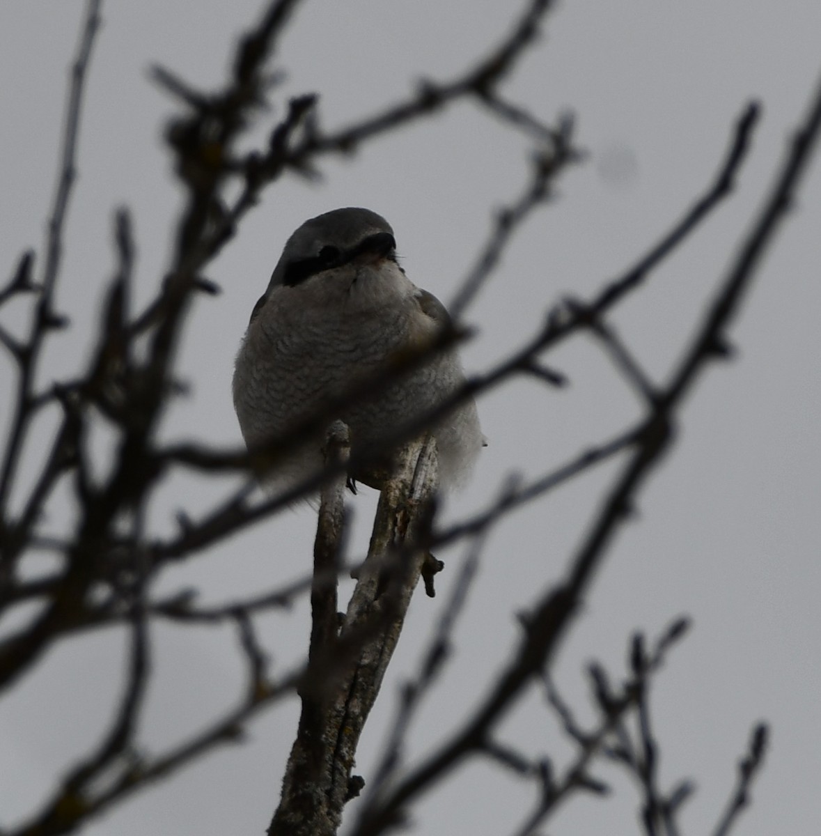 Northern Shrike - ML614886145