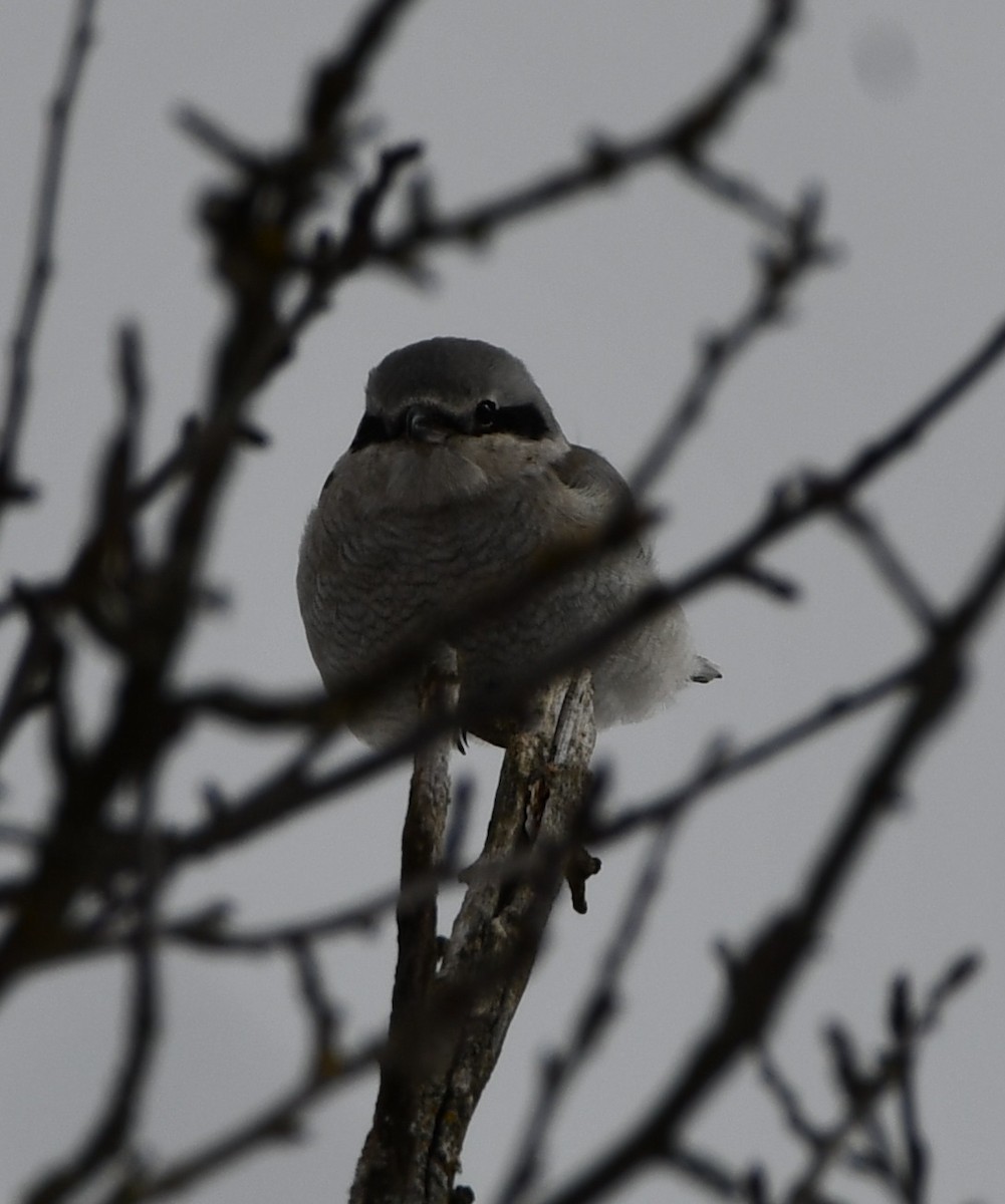 Northern Shrike - ML614886146