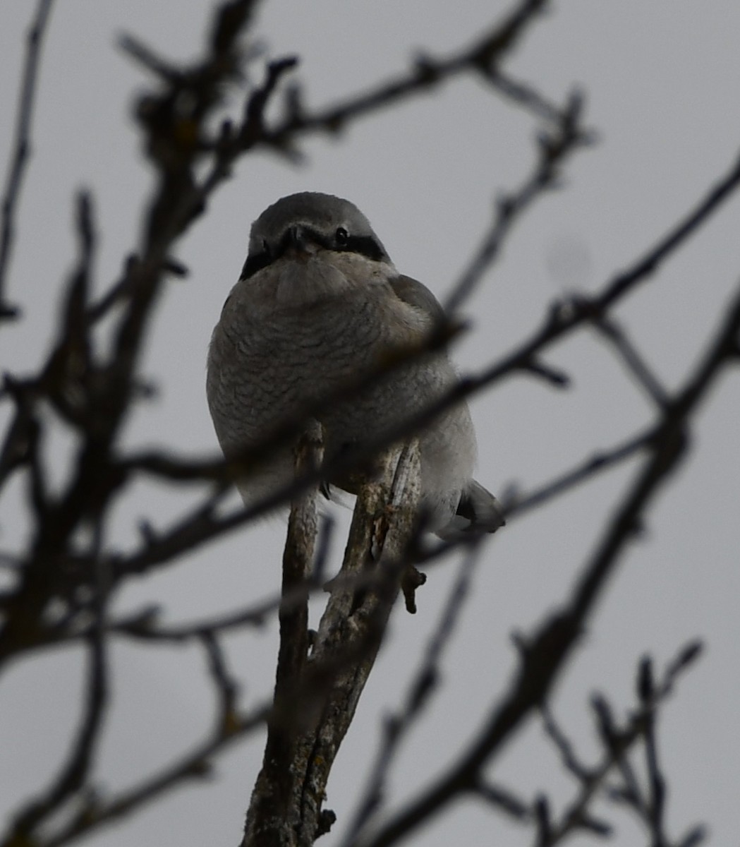 Northern Shrike - ML614886147