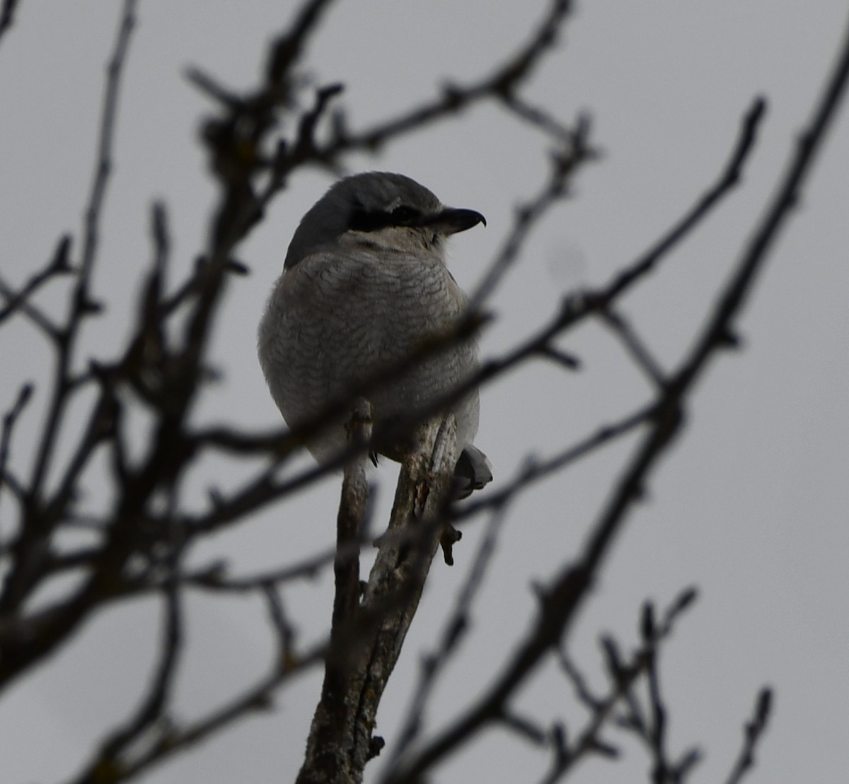 Northern Shrike - ML614886148