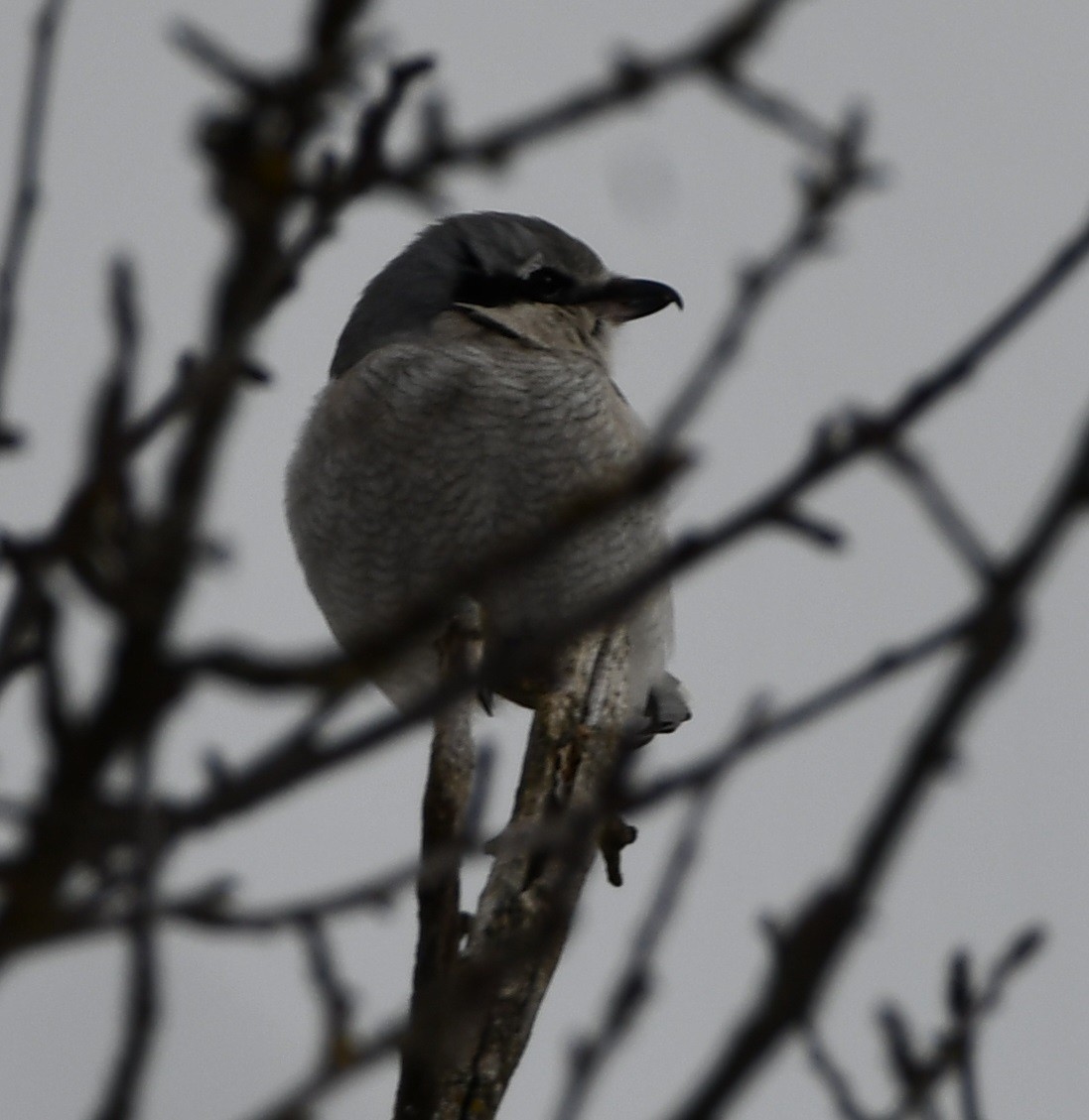 Northern Shrike - ML614886149