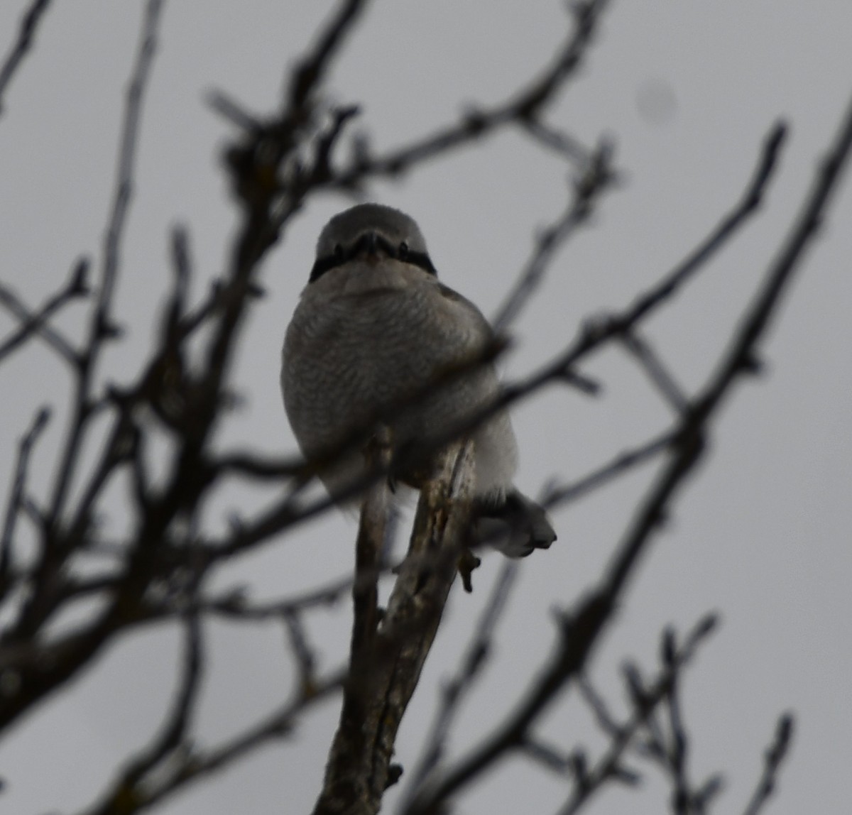 Northern Shrike - ML614886150