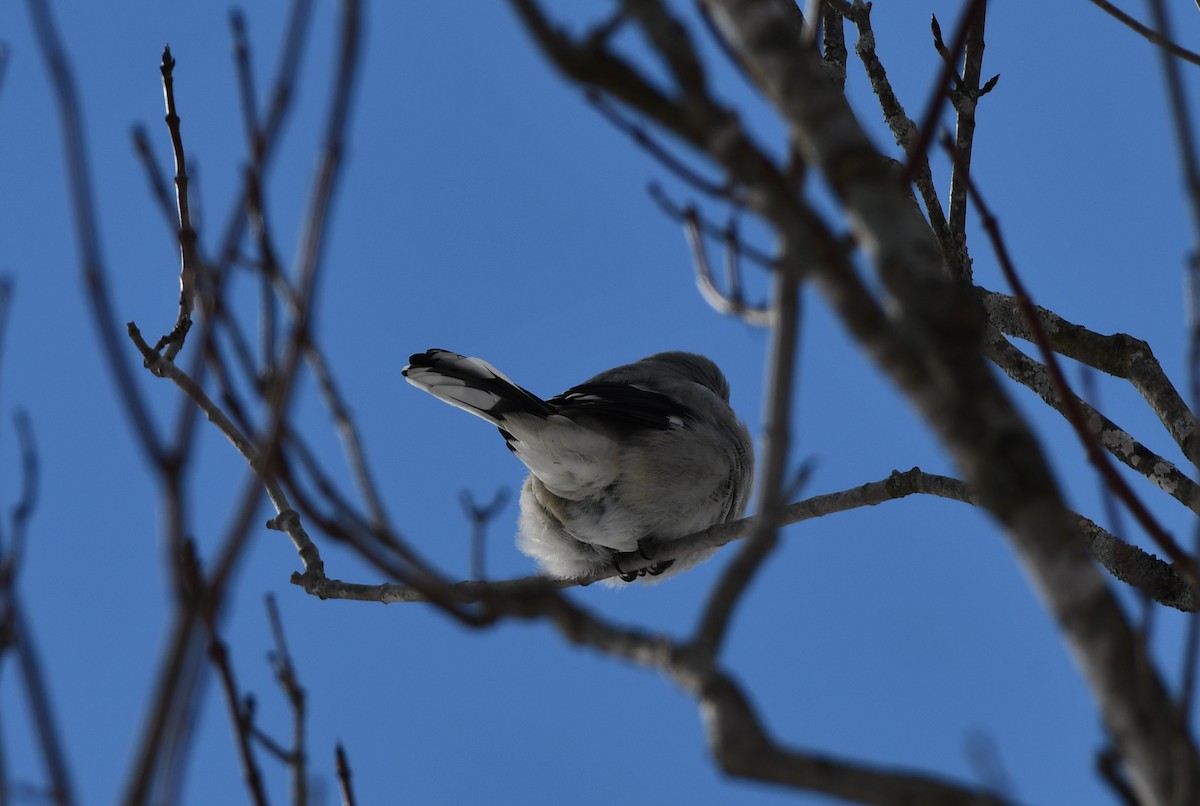 Northern Shrike - ML614886152