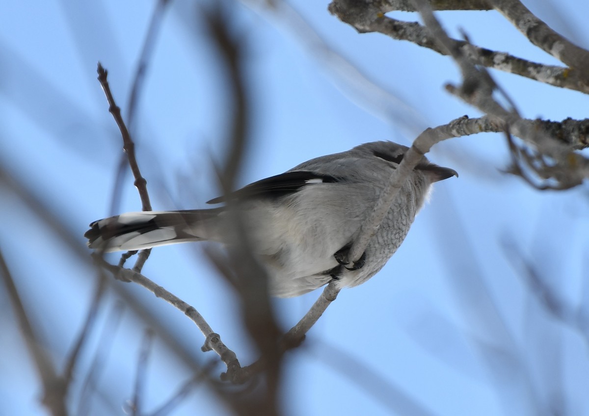 Northern Shrike - ML614886153