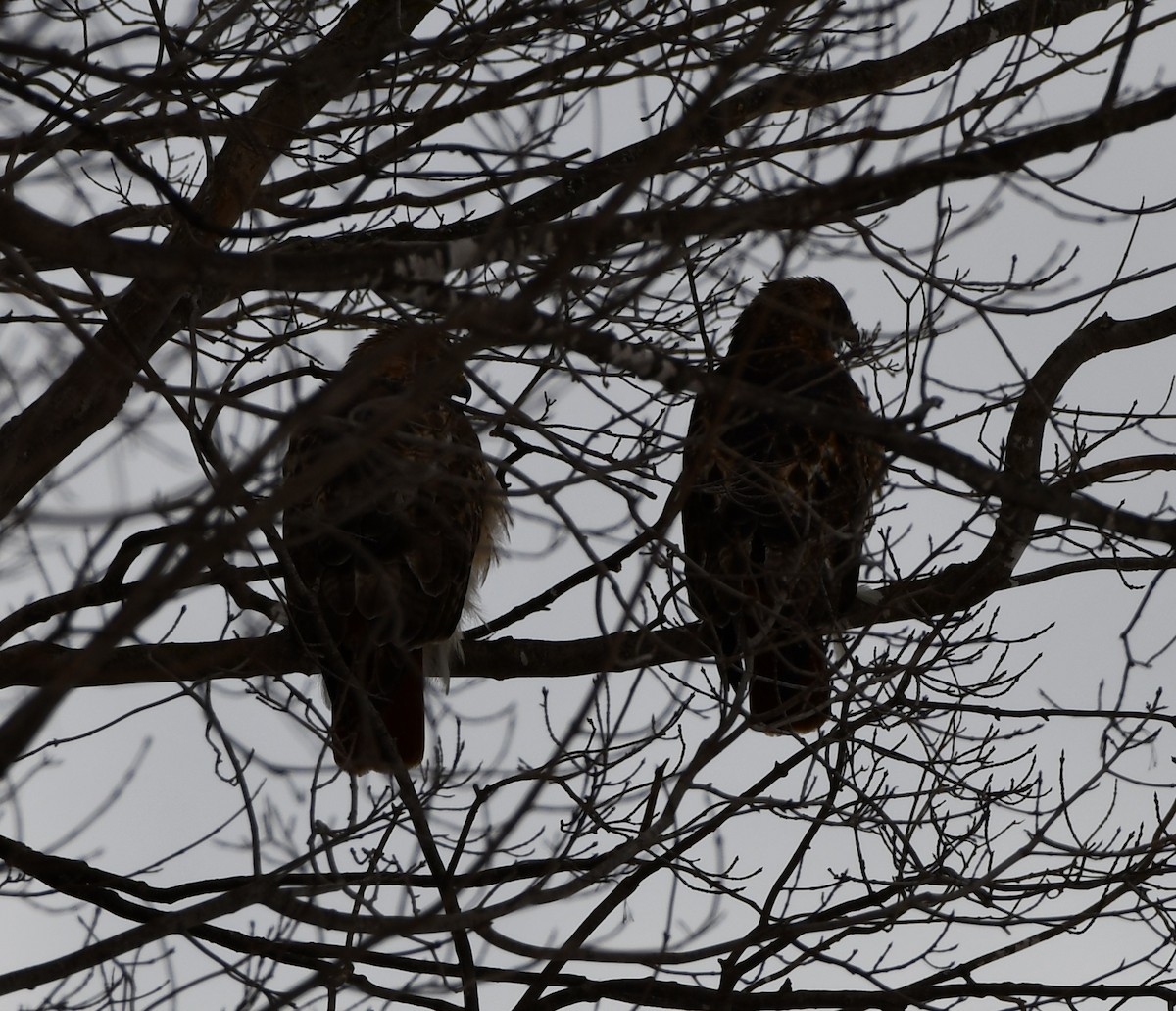 Red-tailed Hawk - ML614886156