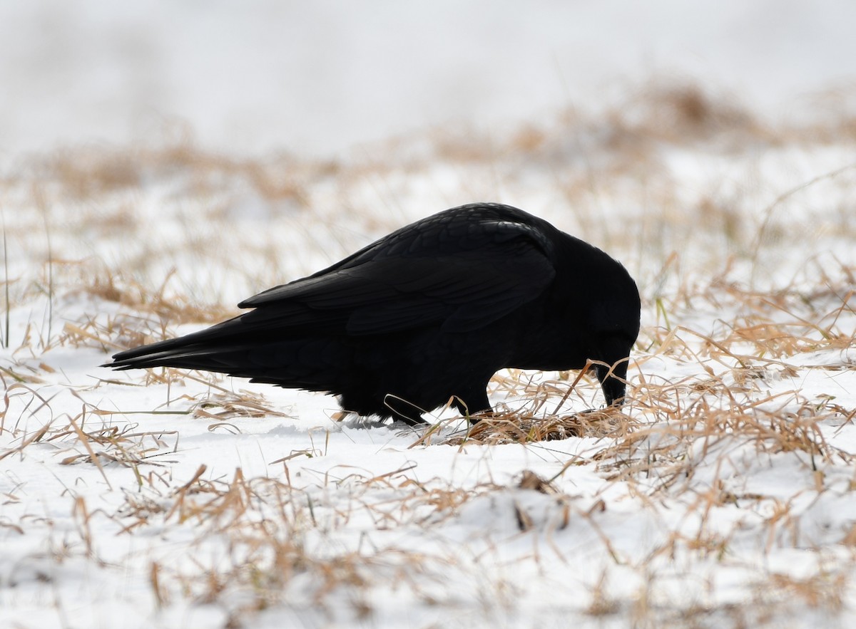 Common Raven - Timothy Freiday