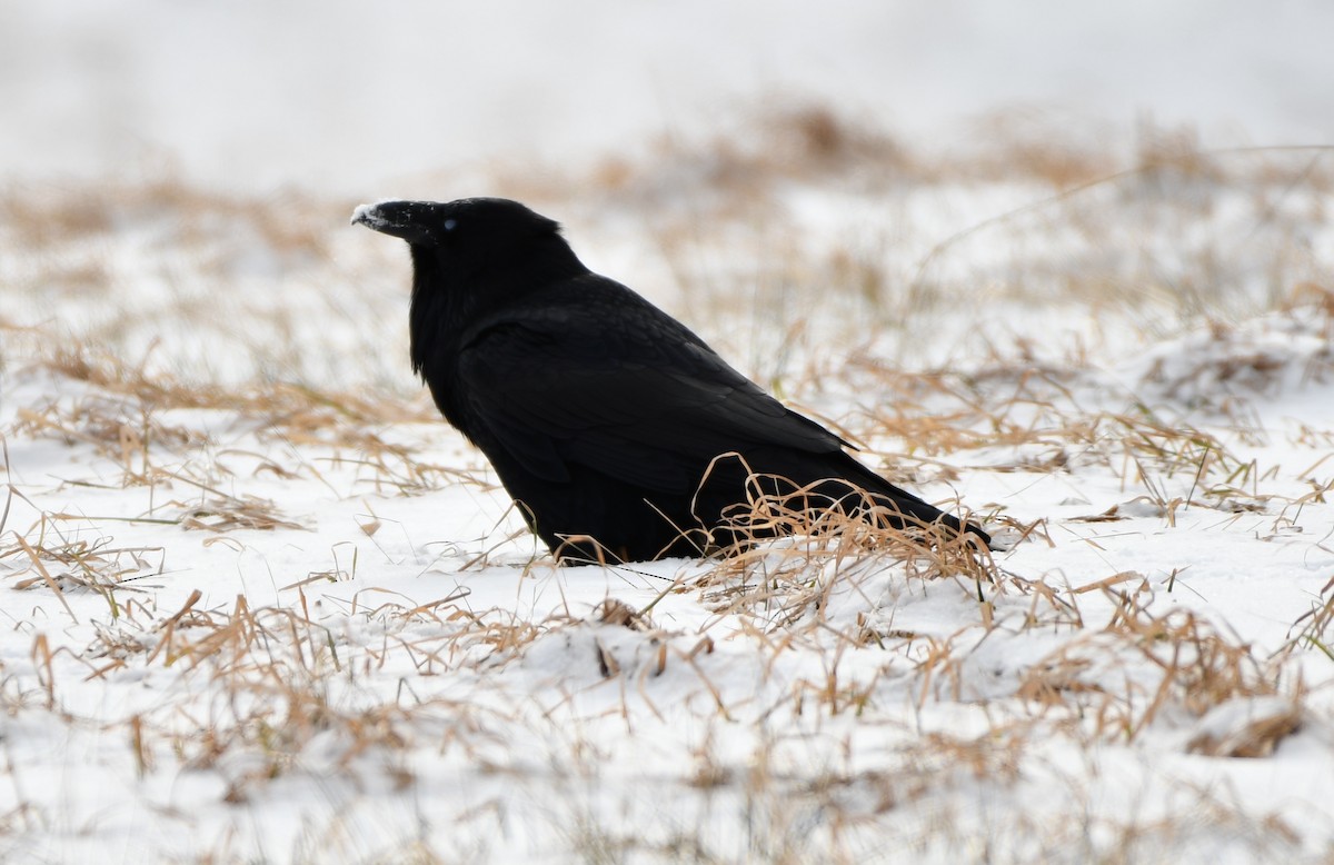 Common Raven - ML614886162