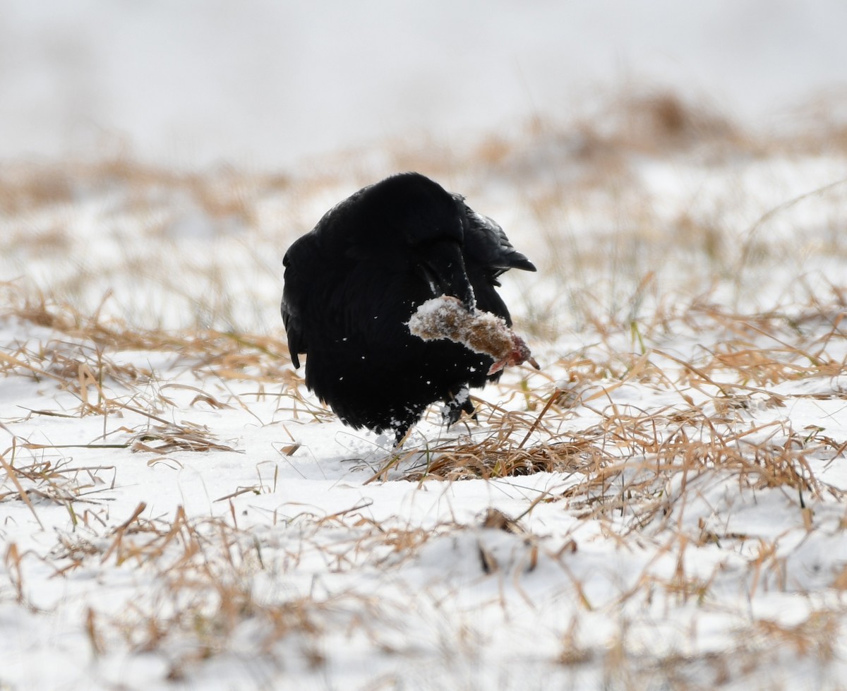 Common Raven - ML614886163