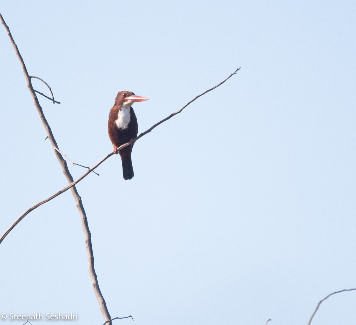 White-throated Kingfisher - ML614886182