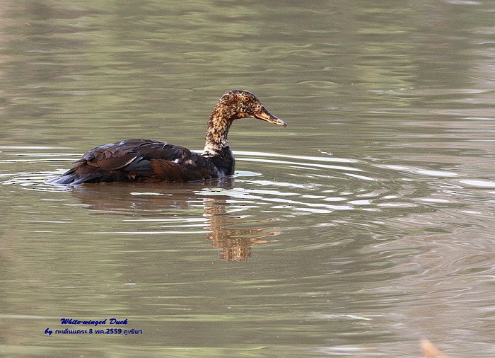 White-winged Duck - ML614886216