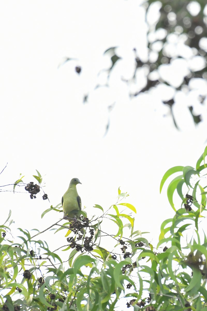 Gray-fronted Green-Pigeon - ML614886223