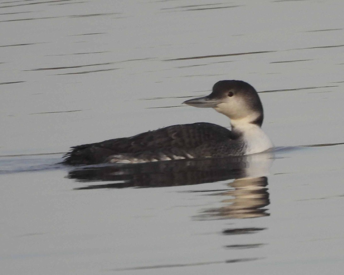 Common Loon - ML614886232
