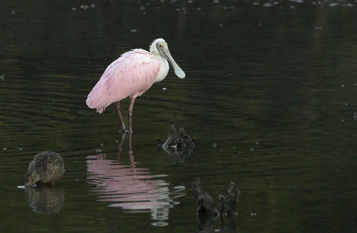 Roseate Spoonbill - ML614886249