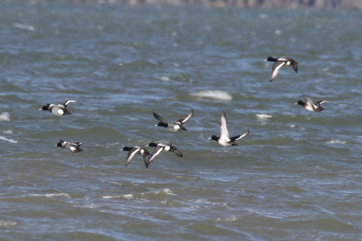 Greater Scaup - Glen Chapman