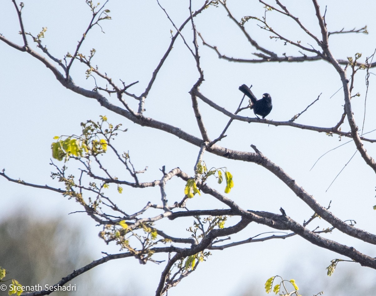 Indian Robin - ML614886331