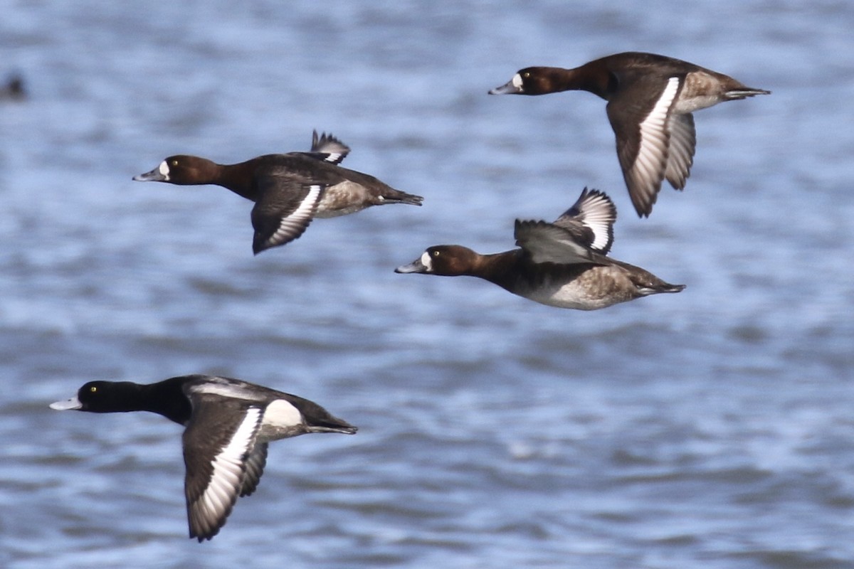 Greater Scaup - Glen Chapman