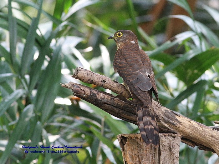 Hodgson's Hawk-Cuckoo - ML614886416