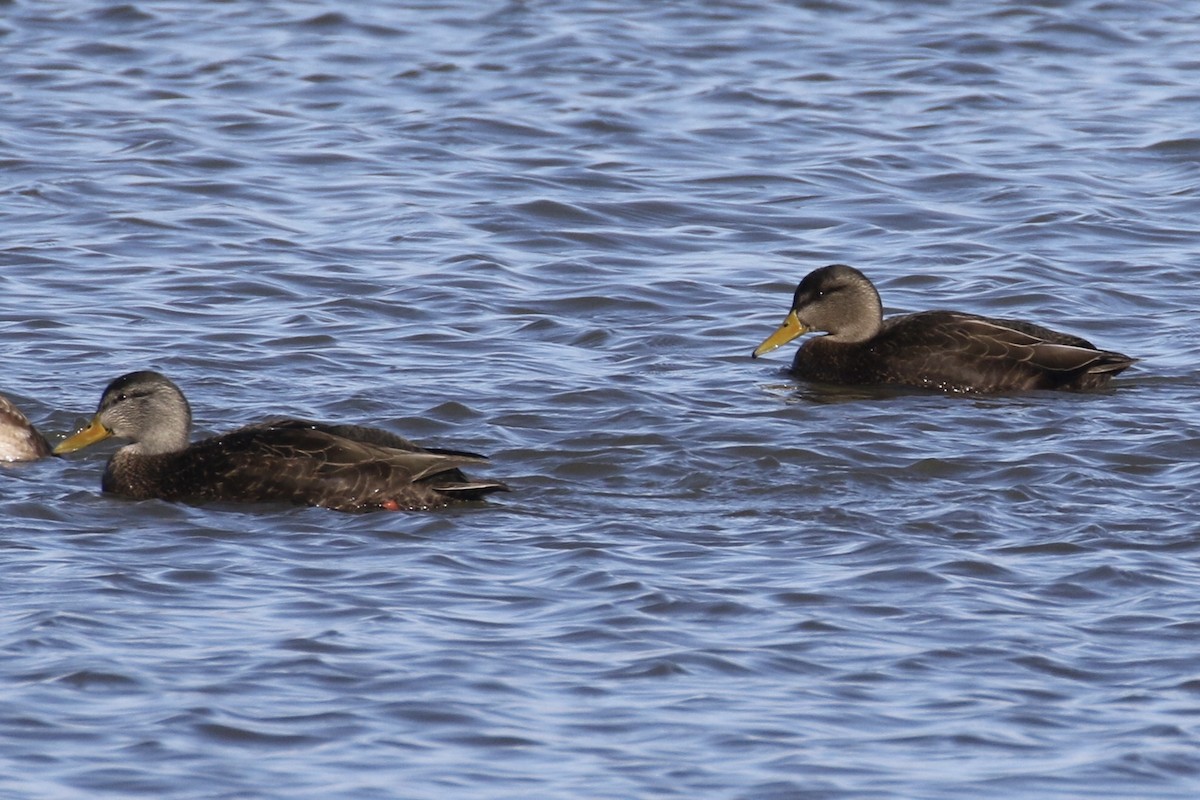 Canard noir - ML614886464