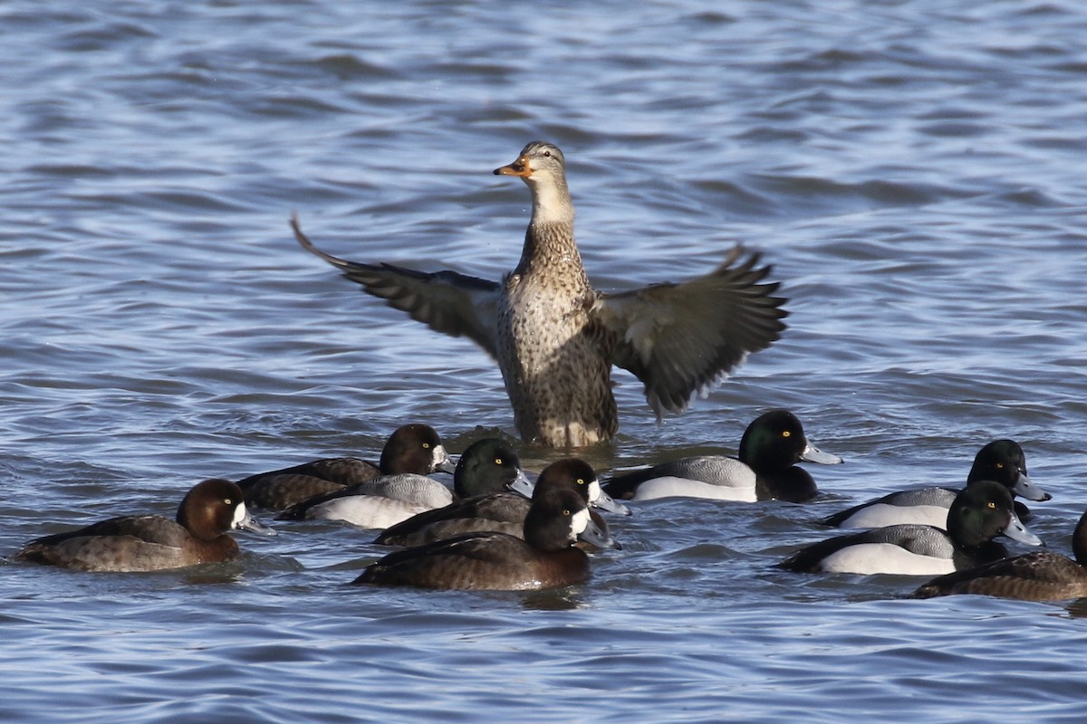 Canard colvert - ML614886489