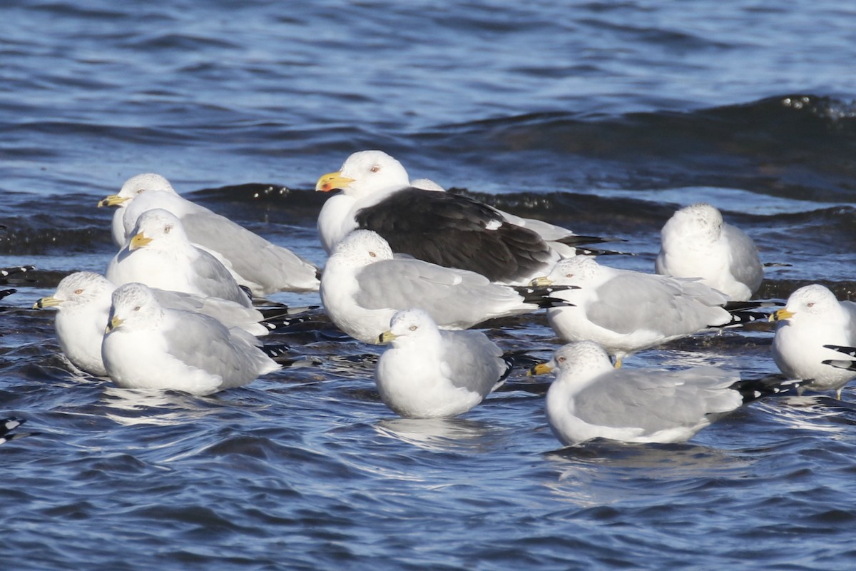 Great Black-backed Gull - ML614886499