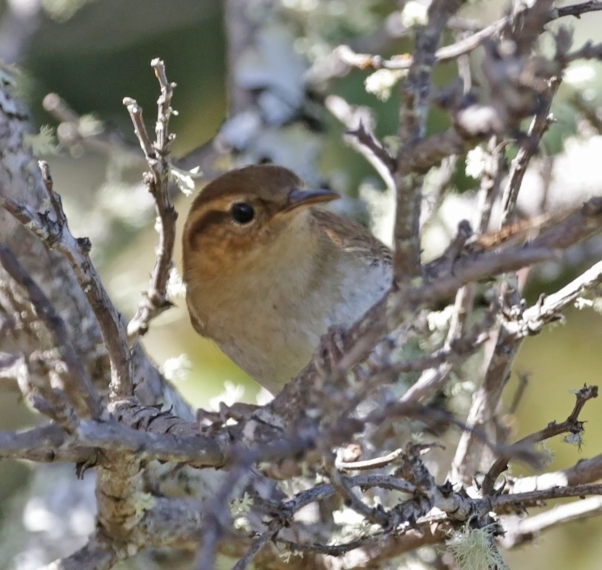 Mountain Wren - Trevor Ellery