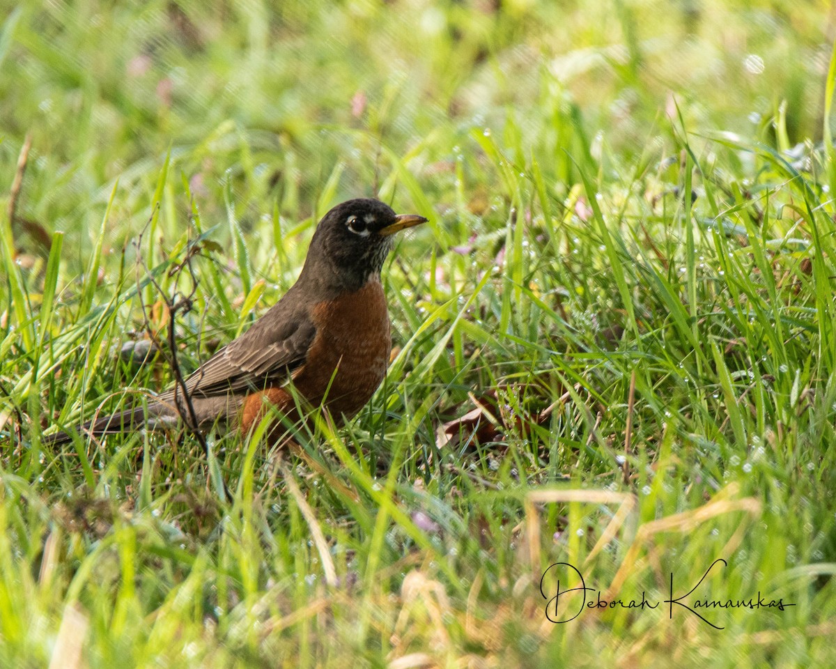 American Robin - ML614886513