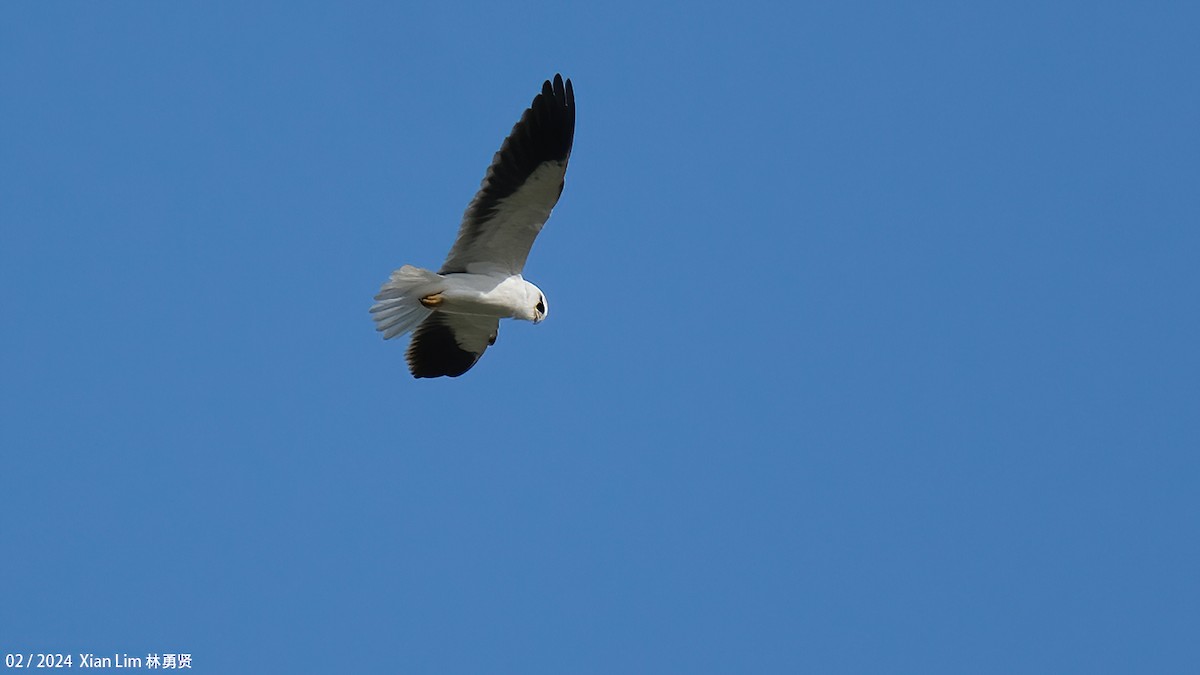 Black-winged Kite - Lim Ying Hien