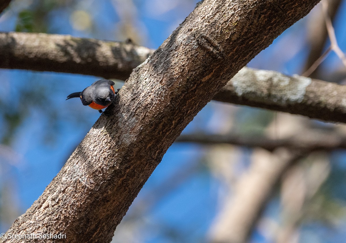 Small Minivet - ML614886557