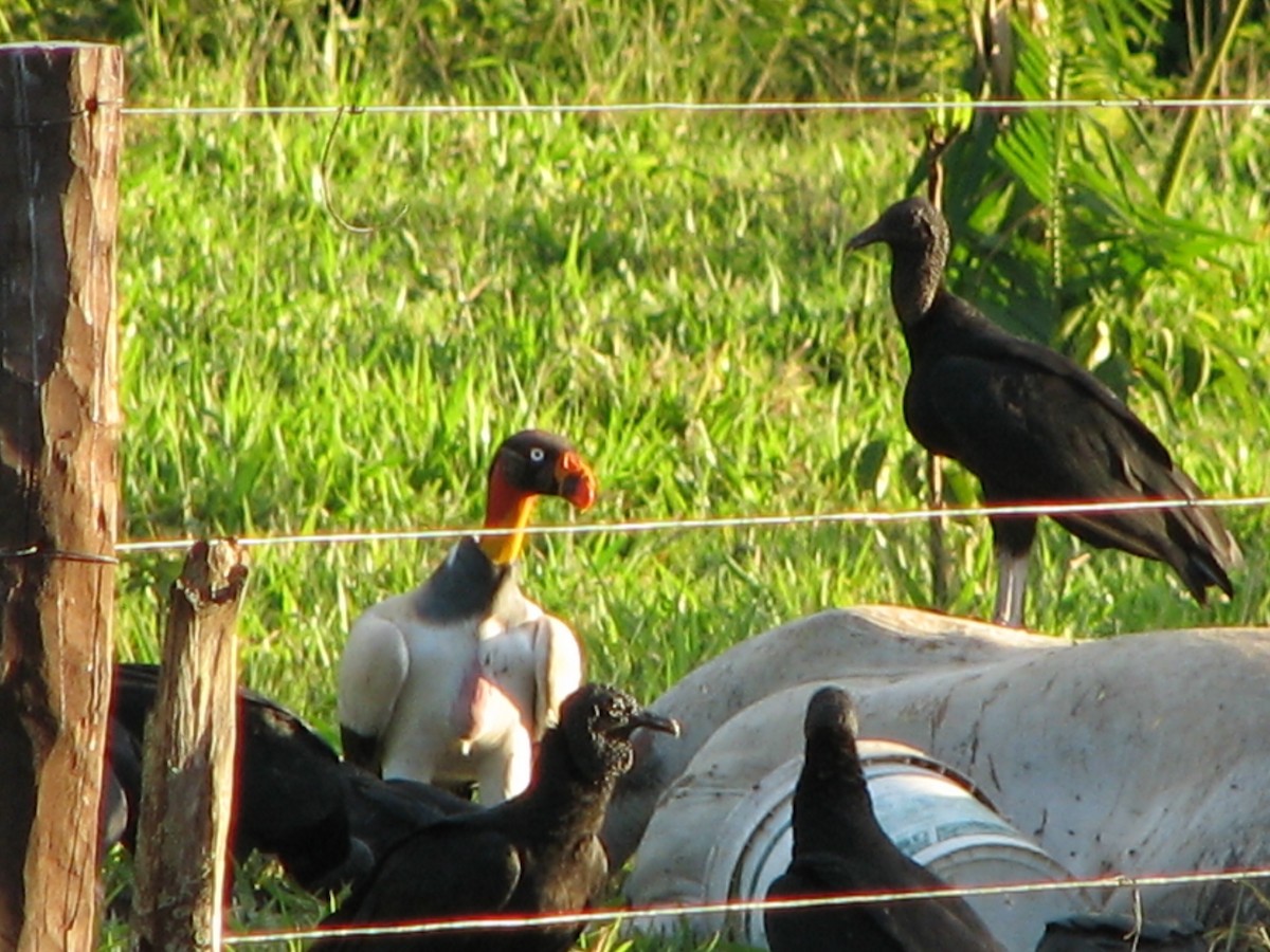 King Vulture - ML614886597