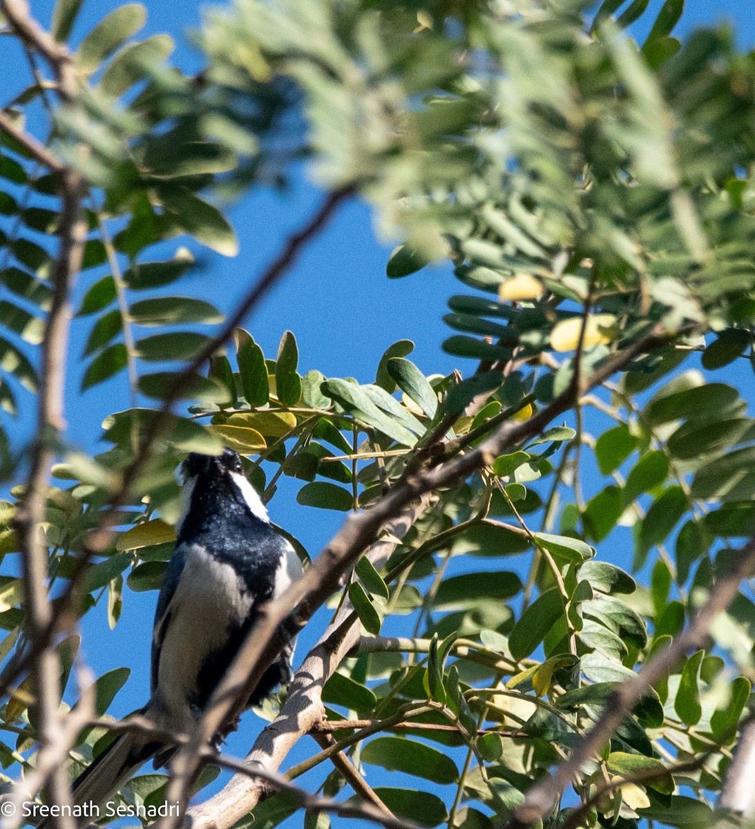 Cinereous Tit - ML614886603