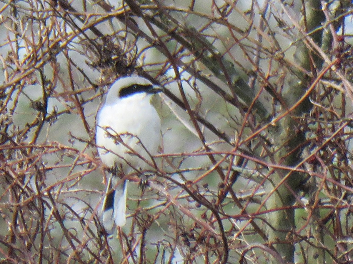 Loggerhead Shrike - ML614886608