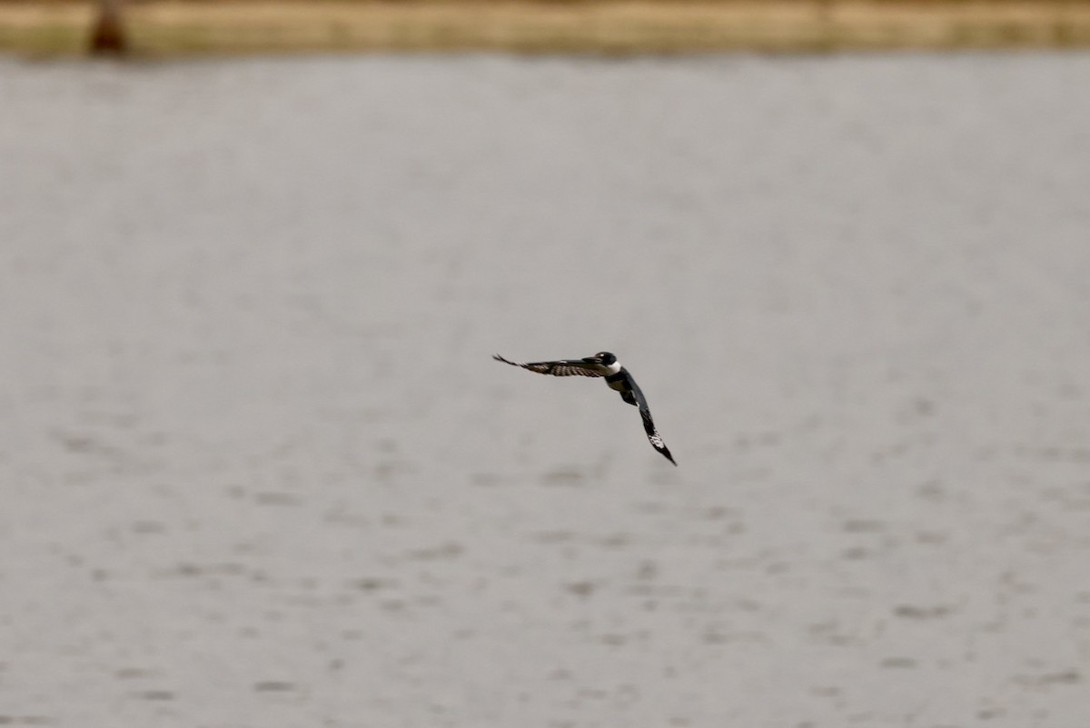 Belted Kingfisher - ML614886684