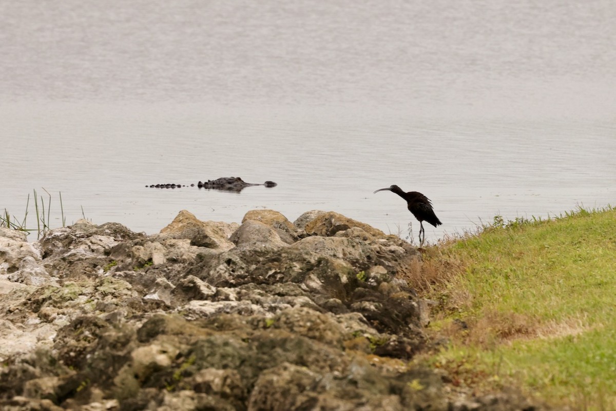 Glossy Ibis - ML614886690