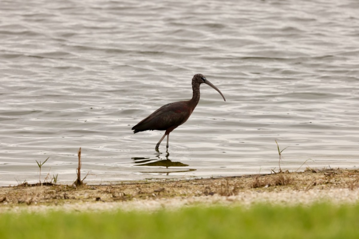 Glossy Ibis - ML614886691