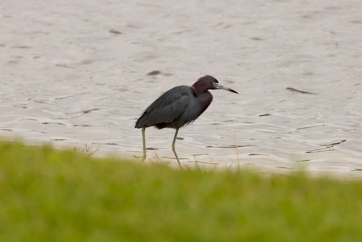 Little Blue Heron - ML614886697