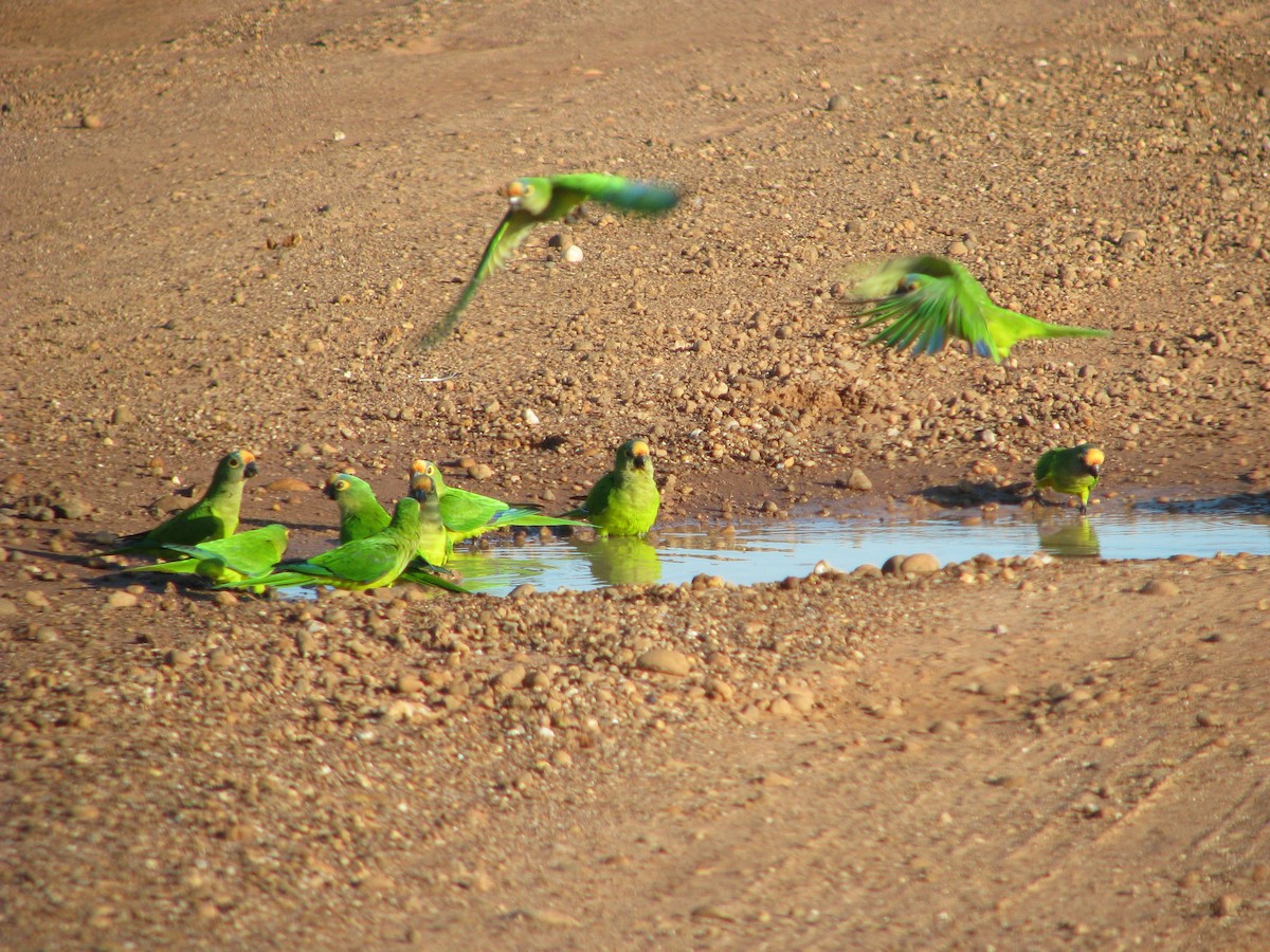 Peach-fronted Parakeet - ML614886704