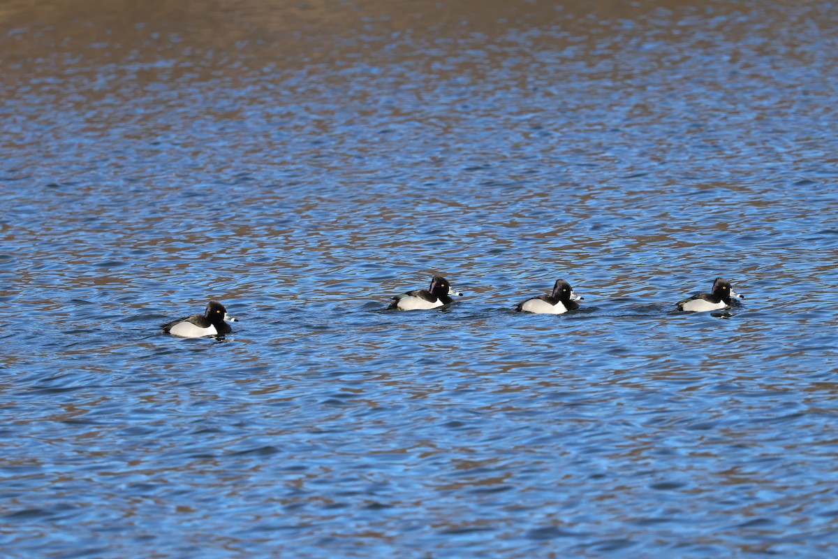 Ring-necked Duck - ML614886710