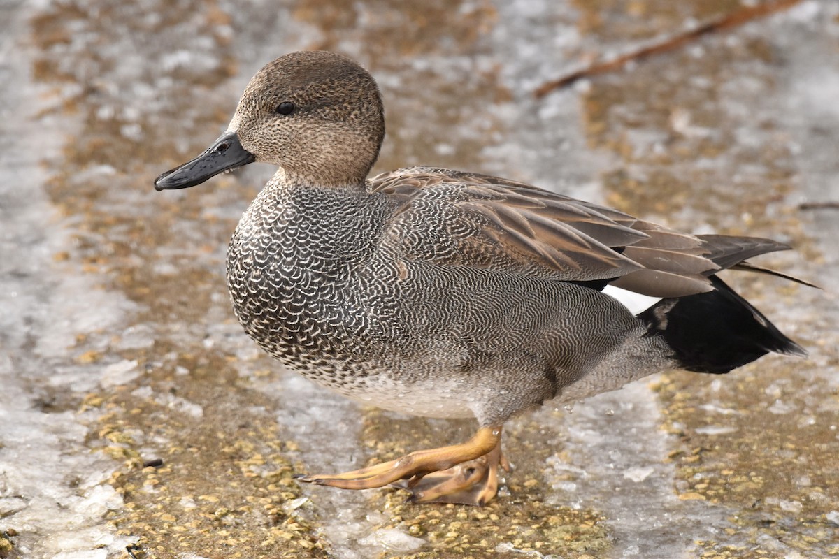 Gadwall - ML614886726